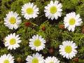 pellitory, Spanish chamomile